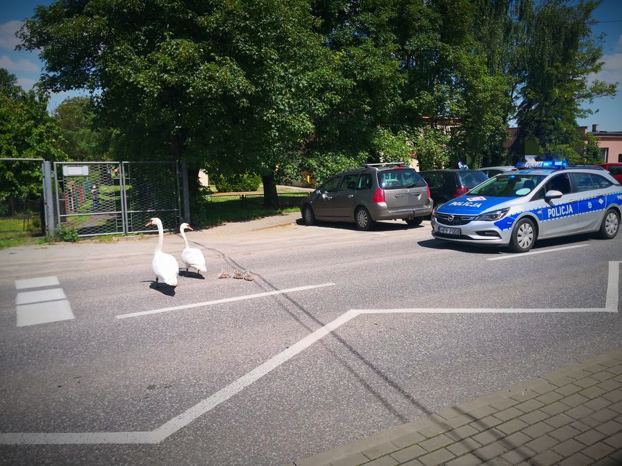 Łabędzie spacerujące po jezdni oraz przejeżdżające obok pojazdy.