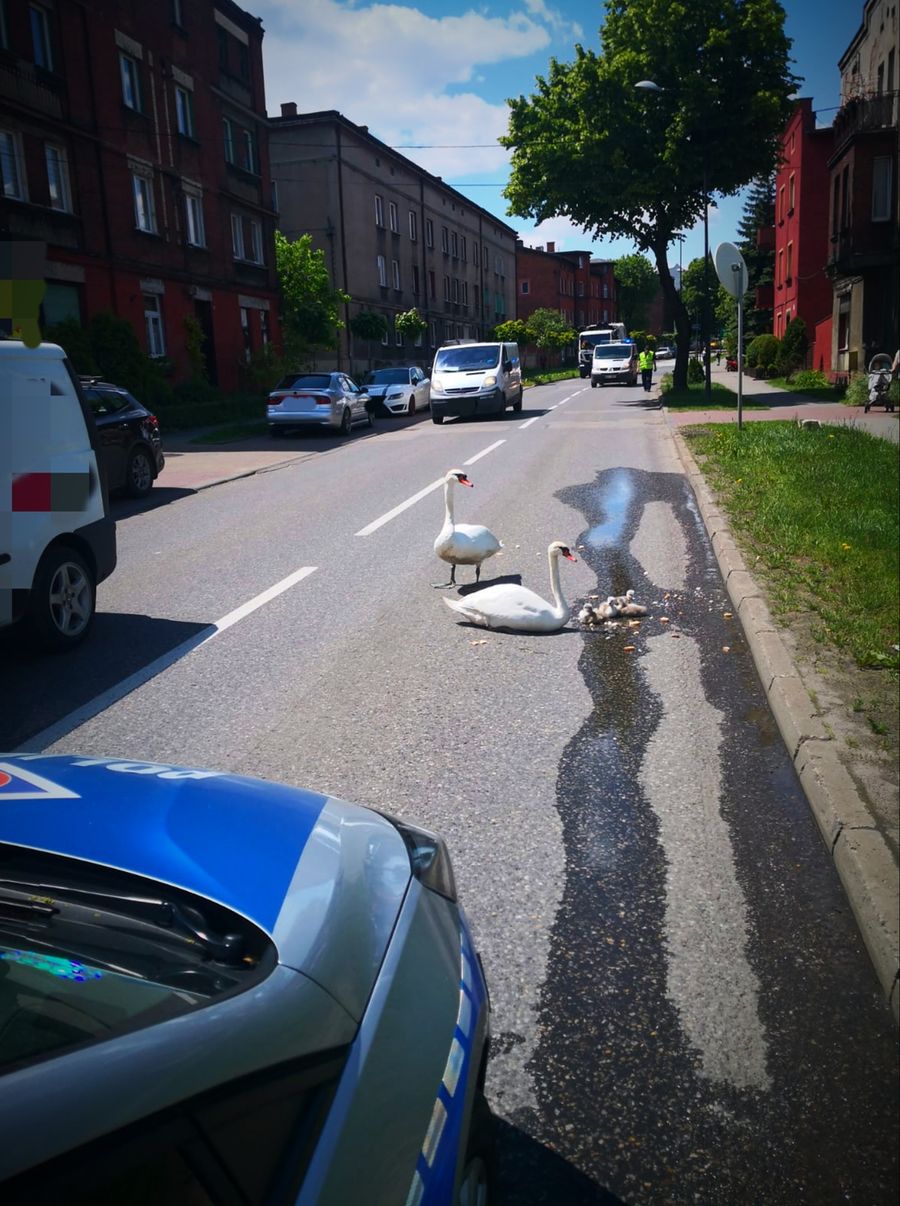 Łabędzie spacerujące po jezdni oraz przejeżdżające obok pojazdy.