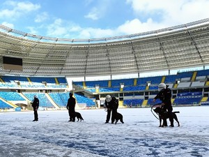 Zdjęcie przedstawia policyjnych przewodników wraz z psami służbowymi