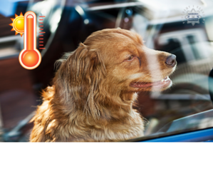 Zdjęcie psa w samochodzie