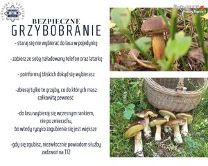 grafika przedstawia grzyby oraz zasady bezpiecznego grzybobrania