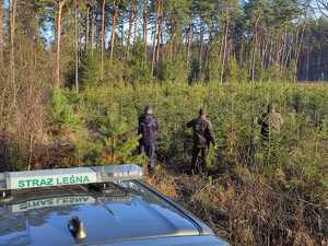 Zdjęcie policjanta oraz strażników leśnych podczas sprawdzania terenów leśnych