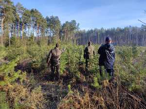 Zdjęcie policjanta oraz strażników leśnych podczas sprawdzania terenów leśnych